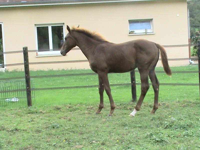 EQUITIME BALTO DES CHESNAIES ALBERT VOORN